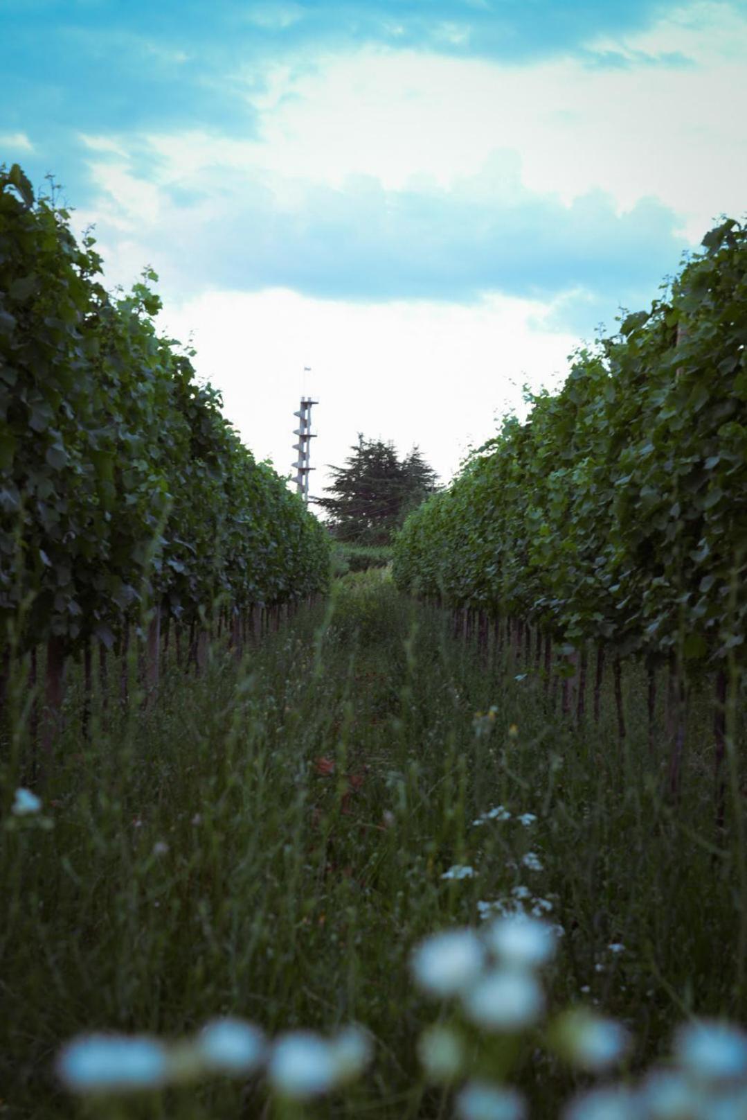 Pikol Lake Village Wine Estate Nova Gorica Exterior foto