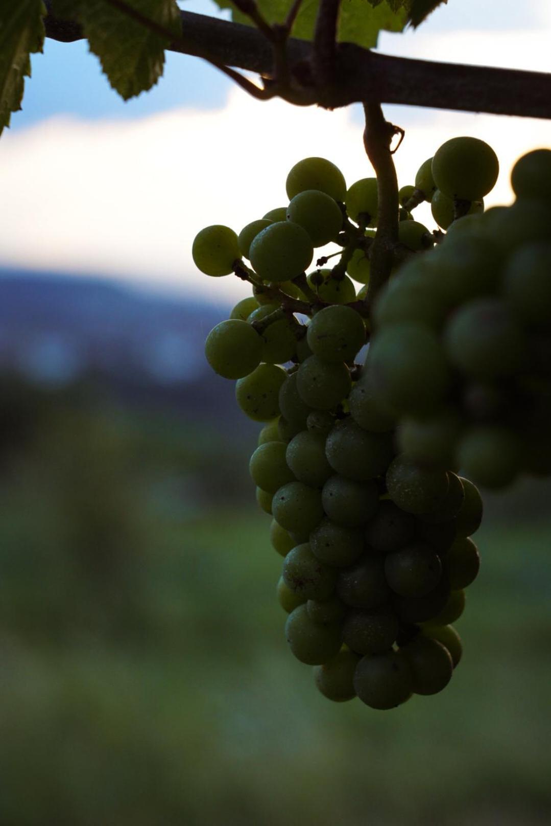Pikol Lake Village Wine Estate Nova Gorica Exterior foto