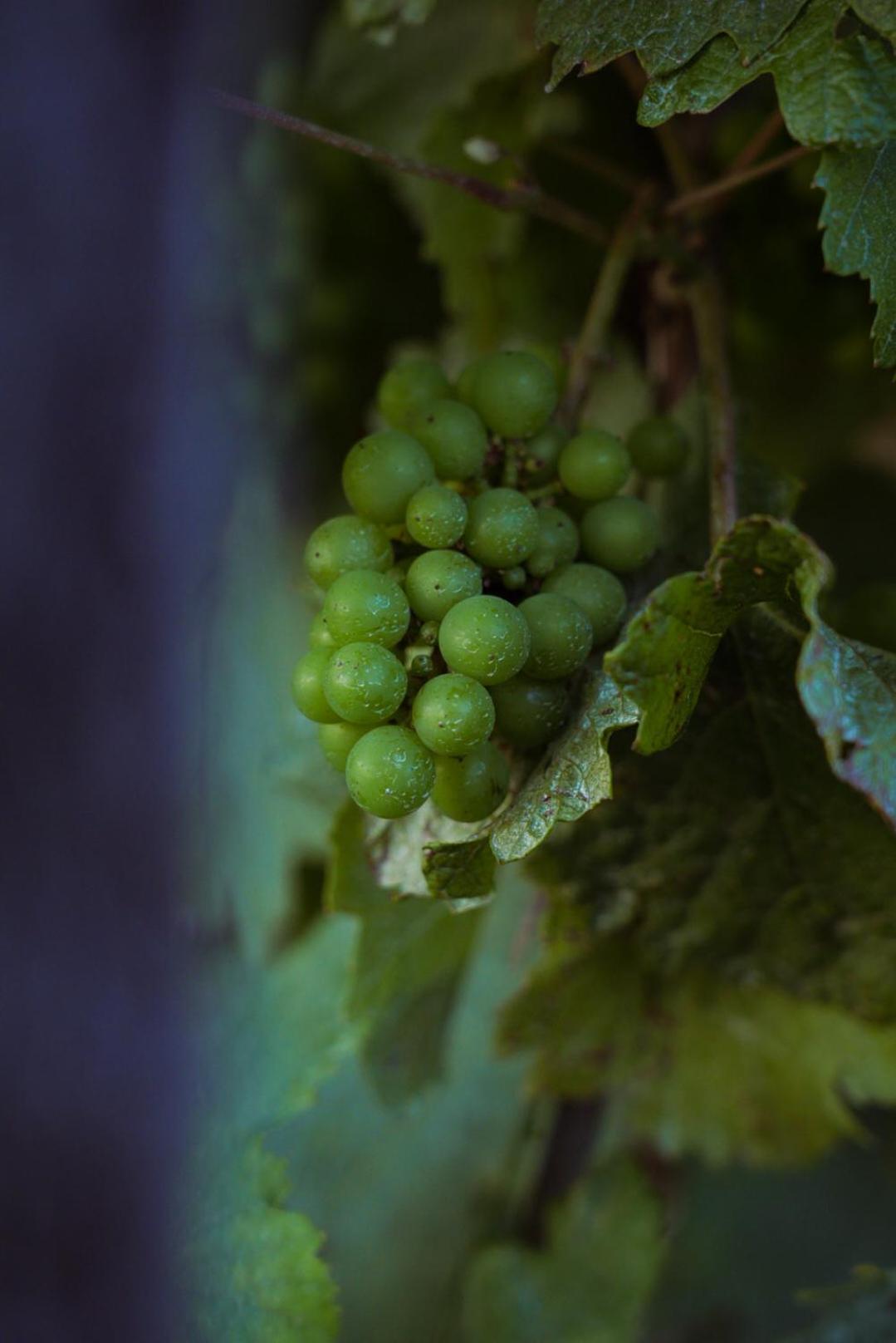 Pikol Lake Village Wine Estate Nova Gorica Exterior foto